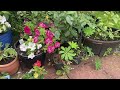 Late July Garden Tour / Tour Of My Small Garden In July / What’s Blooming In My July Garden