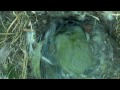 Tiny Woodland Bird Cyanistes Caeruleus Hatches out from an egg