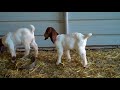 Boer Goat Kids For Sale