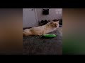 Cat Scare Of Cucumber - Funny Cat Reaction | Cool Pets