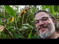 Hawaii Garden tour Dec '22 Part 2