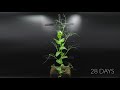 Growing Pea Time Lapse