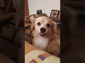 This dog wants to go out ,I make an intriguing sounds..watch till the end