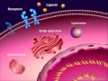 Introduction to Cancer Biology (Part 1): Abnormal Signal Transduction