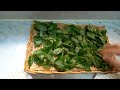How to Prepare Fresh Basil Leaves  for Drying #aromatic #culinary #fragrant  #green #leaves