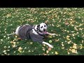 Playing catch with Jake at the park!