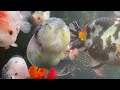 Goldfish farm - The most beautiful goldfish