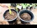 How To Grow Bananas Fruits To Bananas Trees Using Aloe Vera and Egg , grafting bananas trees