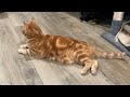 The Motor Cat relaxing (cats of YouTube)