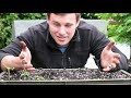 How To Propagate Dawn Redwood Trees With Cuttings Made Easy!