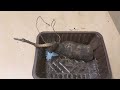 Grow Yam Seedlings From Cuttings