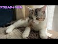 【子猫動画】初ハーネスで動けなくなった猫のりん　慣れてくれるかな