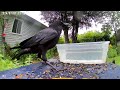 A #crow #skids #criws #birds #bird
