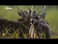 LEJANO ORIENTE - Documental Naturaleza HD 1080p - Grandes Documentales