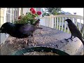 Birds Being Birds (Grackle Fledglings visit!) at Birds of a Feather Inn (Part 54)