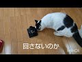 ４９万円を当てた幸運の招き猫がケイリングランプリを占いました#136