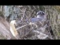 Female Bluejay recycles zipties