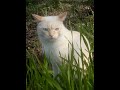 Котя обормотя 🐱Всем хорошего настроения ❤️❤️❤️