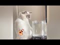🤣 You Laugh You Lose 😻😆 Funny Cats Videos 2024 😍🤣