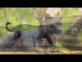 Big Cats Of The World 4K - Scenic Wildlife Film With Inspiring Music