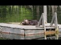 River Otters. Thank you for sharing this amazing footage with us Annette Bays. Sincerely, Procyon