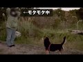 飼い主の雑マジックにゴン太さん困惑