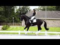 Dressage Stallion Kaiman with Dinja van Liere | Autumn 2021