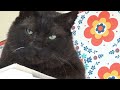 「野良猫から家猫へ」元ボス猫にはじめてマタタビをあげてみた