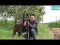 Con Giống Mới cho 2023 & Tất Niên tại Trại Chó Malinois Khánh Hưng/ NhamTuatTV - Dog in Vietnam