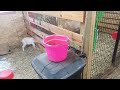 The Little Goats are Having a Great Time Eating Before Everyone Else vlog250