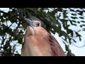 This is a lost Nankeen Heron