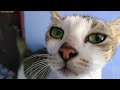 Kucing Liar menjadi Jinak #kucingliar #kucinglucu #youtuberpemula #viralvideo #youtube