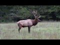 Bull Elk Bugle. Cataloochee, Smoky Mountains National Park