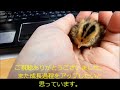 スーパーで買ったうずらの卵をセキセイインコが温めてヒナが産まれた