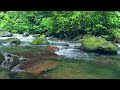 Beautiful Natural Sounds, The Sound of river water in the forest, Very good for relaxation, ASMR