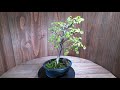 Japanese Larch Bonsai Tree eBay Listing