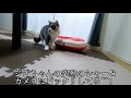 【かわいい猫】新入り子猫ハルは着実に姉猫ジジの背中を見て成長していました！　＠ねこねこ