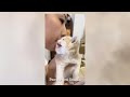 Try Not to Laugh 2024😁 New Funny Dog and Cat Video 😹🐶 Part 19