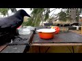 Interesting Crow Vocalizations (crow sounds)