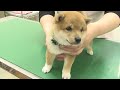 初めてのワクチン接種にドキドキの子犬ちゃん