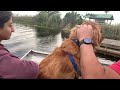 Golden Retriever’s Boat Tour in Everglades,Florida!