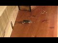 Cat Games Mouse 🐭 Mice Fun for Cats