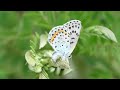 Witnessing the Extraordinary: Observing an Extremely Rare Butterfly