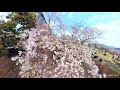 桜2019高知