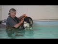 Husky Forgot How To Swim! Argues With Therapist!