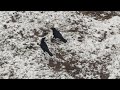 Kalamazoo Changes from Fall to Winter also two Ravens
