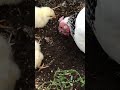 Mummy and her Chicks