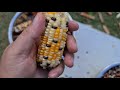 De-Kerneling Corn by Hand to Store & Use Later