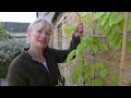How To Plant, support and Train Wisteria PLUS Breaking out Concrete for Climbers!