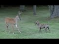 Bosco versus deer
